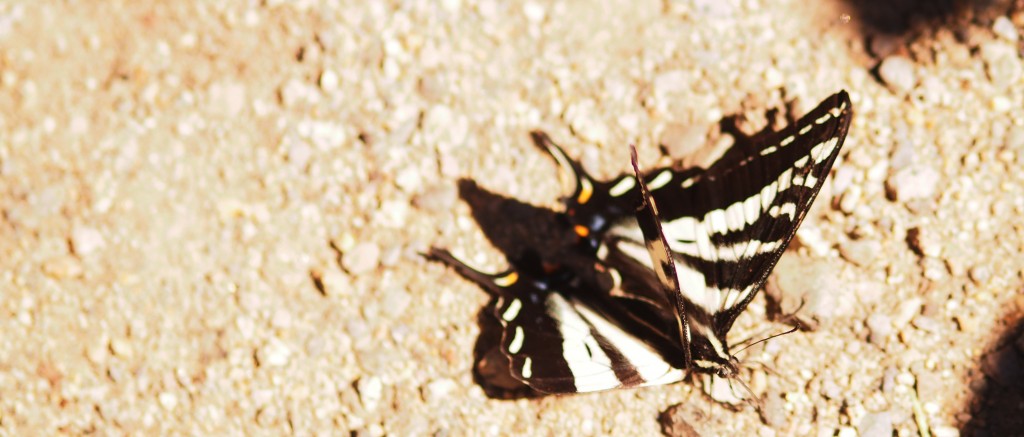 It was a beautiful life (broken butterfly)