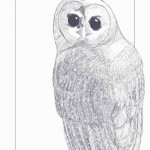 Spotted Owl Narrow Border